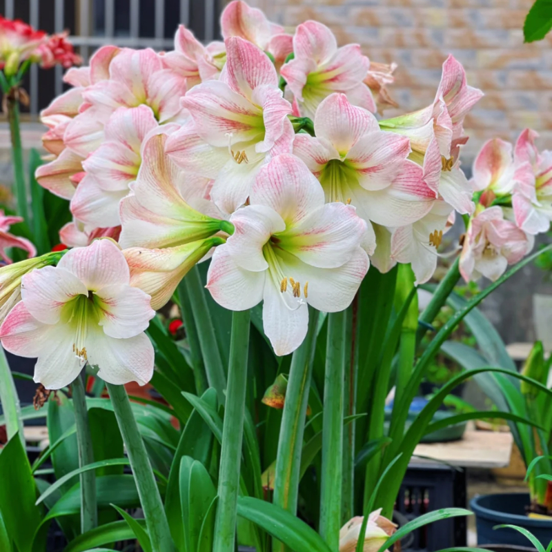 ☀️Gartenfokus🌺【Amaryllis-Zwiebeln】🪴Überraschungsrabatt