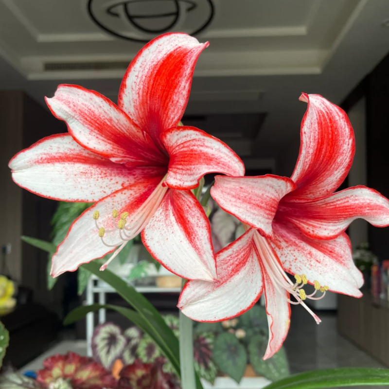 ☀️Gartenfokus🌺【Amaryllis-Zwiebeln】🪴Überraschungsrabatt
