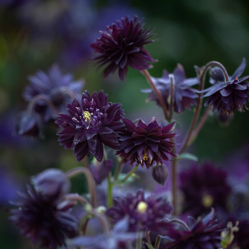 Aquilegia