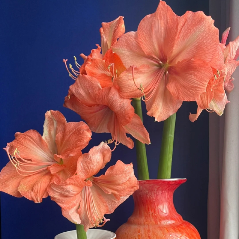 ☀️Gartenfokus🌺【Amaryllis-Zwiebeln】🪴Überraschungsrabatt