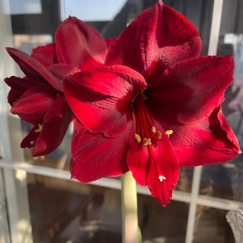 ☀️Gartenfokus🌺【Amaryllis-Zwiebeln】🪴Überraschungsrabatt