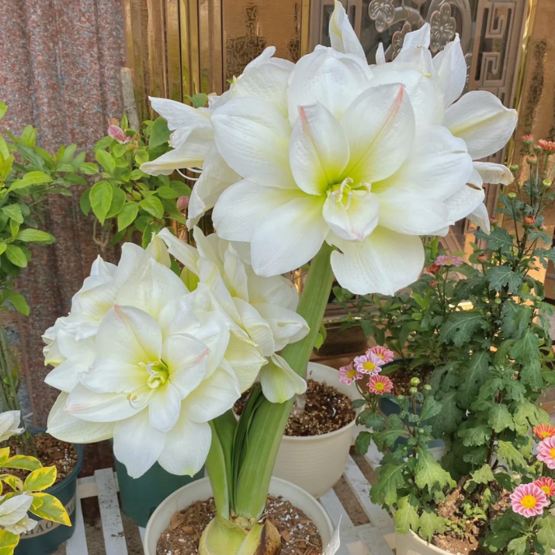 ☀️Gartenfokus🌺【Amaryllis-Zwiebeln】🪴Überraschungsrabatt