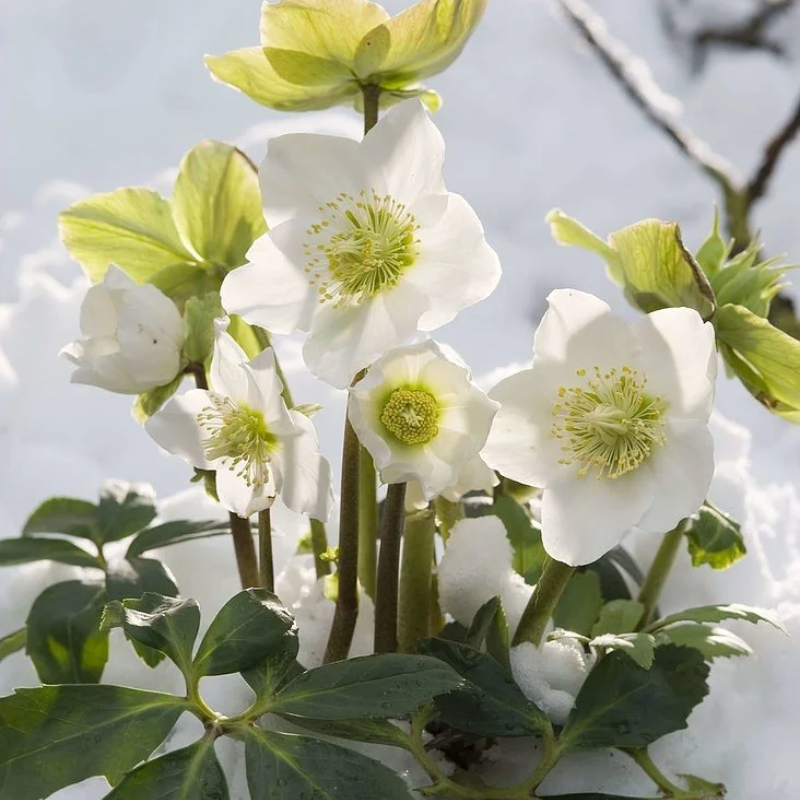 🎄Romantische Weihnachtsrose🧑‍🎄hochwertige Samen