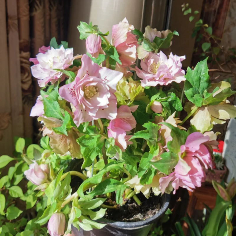 🎄Romantische Weihnachtsrose🧑‍🎄hochwertige Samen