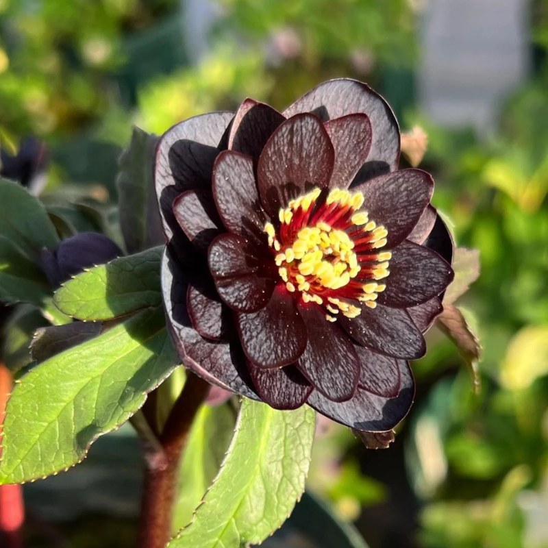 🎄Romantische Weihnachtsrose🧑‍🎄hochwertige Samen