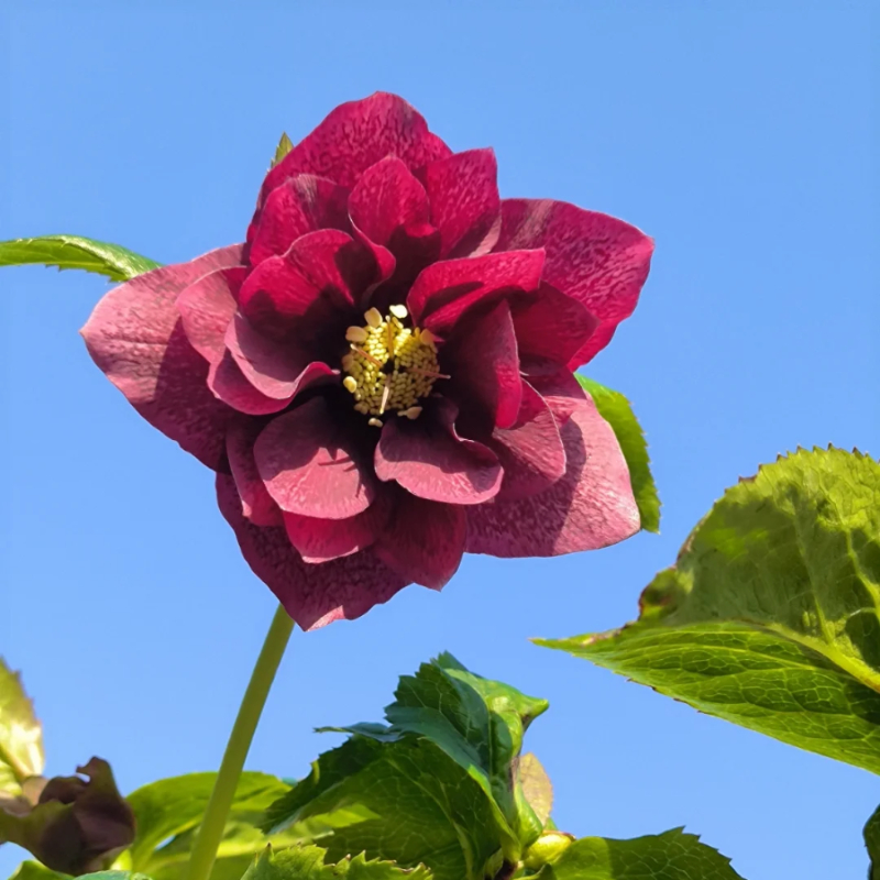 🎄Romantische Weihnachtsrose🧑‍🎄hochwertige Samen