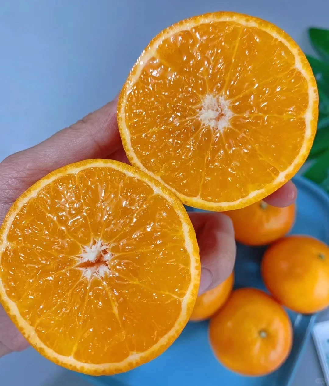 Seeds of rare citrus with thin skin and juicy flesh