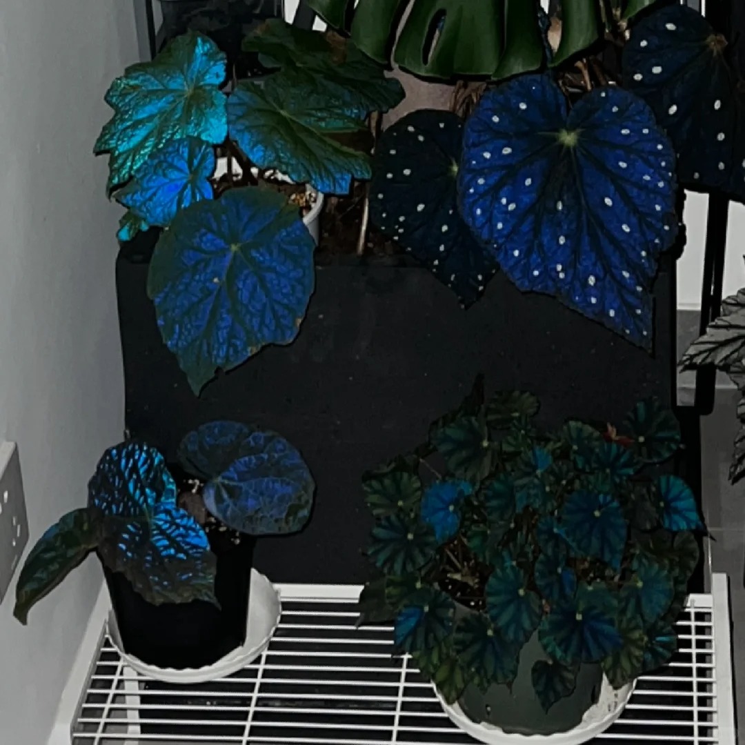 🍁🌿 Explore Nature's Beauty: Begonia grandis Product Overview and Planting Guide! 🌟🌱