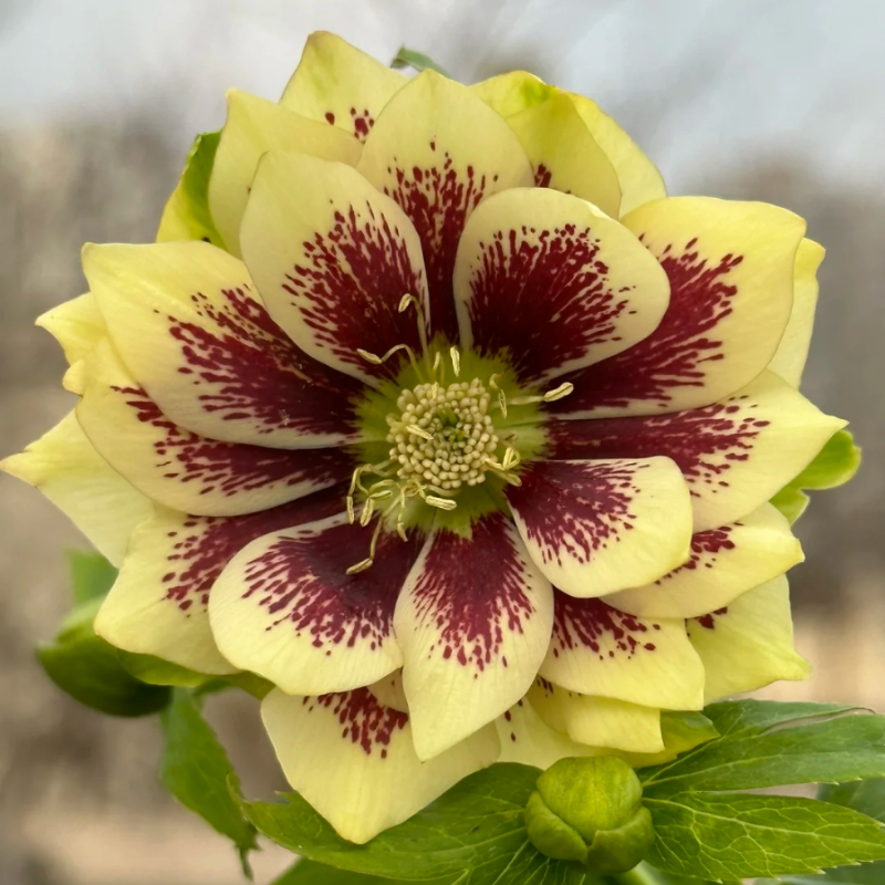 🎄Romantische Weihnachtsrose🧑‍🎄hochwertige Samen