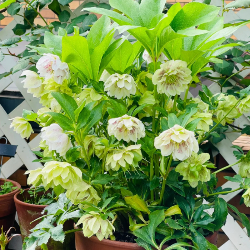 🎄Romantische Weihnachtsrose🧑‍🎄hochwertige Samen