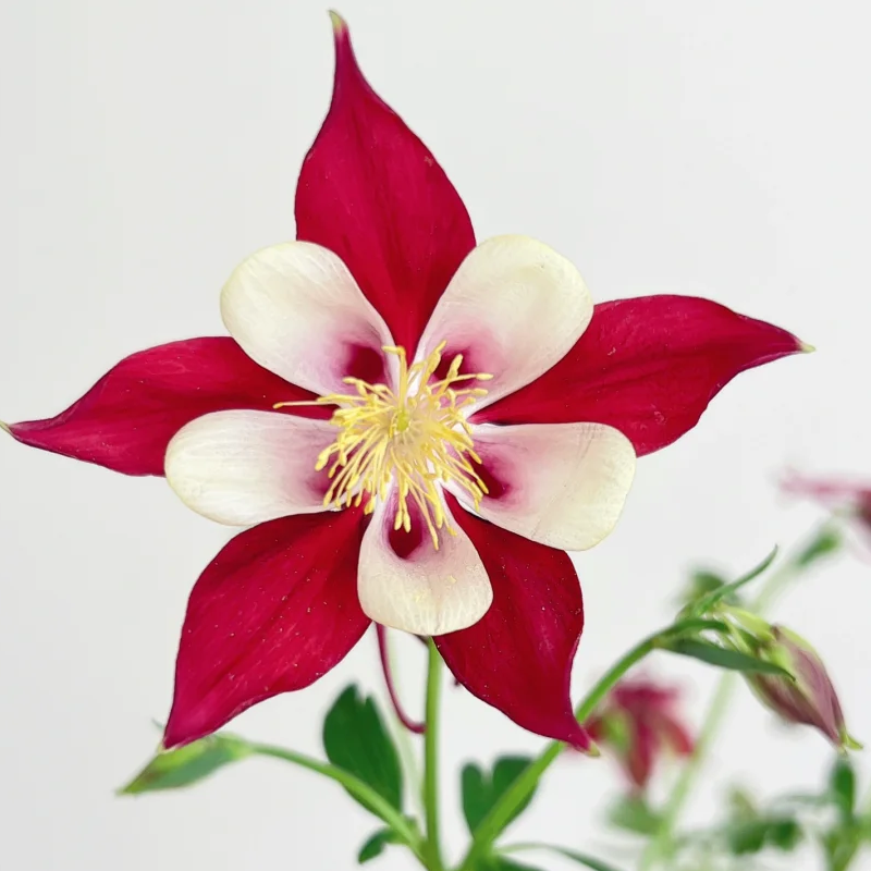 Aquilegia