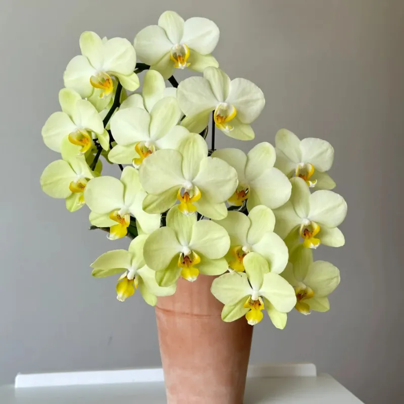 🦋Elegante und schöne Phalaenopsis-Samen