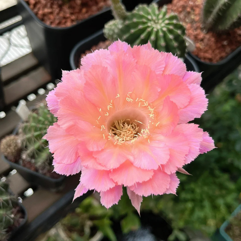 🌵Magische Pflanze-🌸Blühender Kaktus Samen