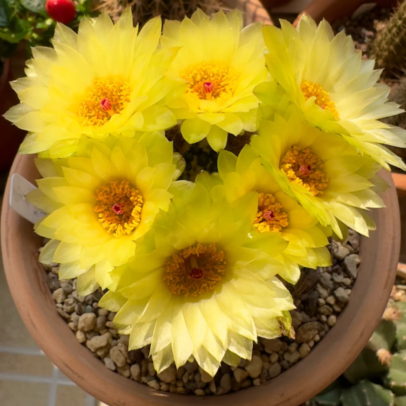 🌵Magische Pflanze-🌸Blühender Kaktus Samen