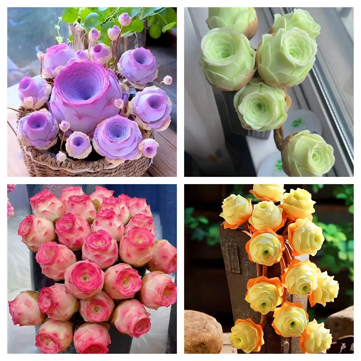 🌹Greenovia Dodrantalis – The Mountain Rose Succulent 🌿