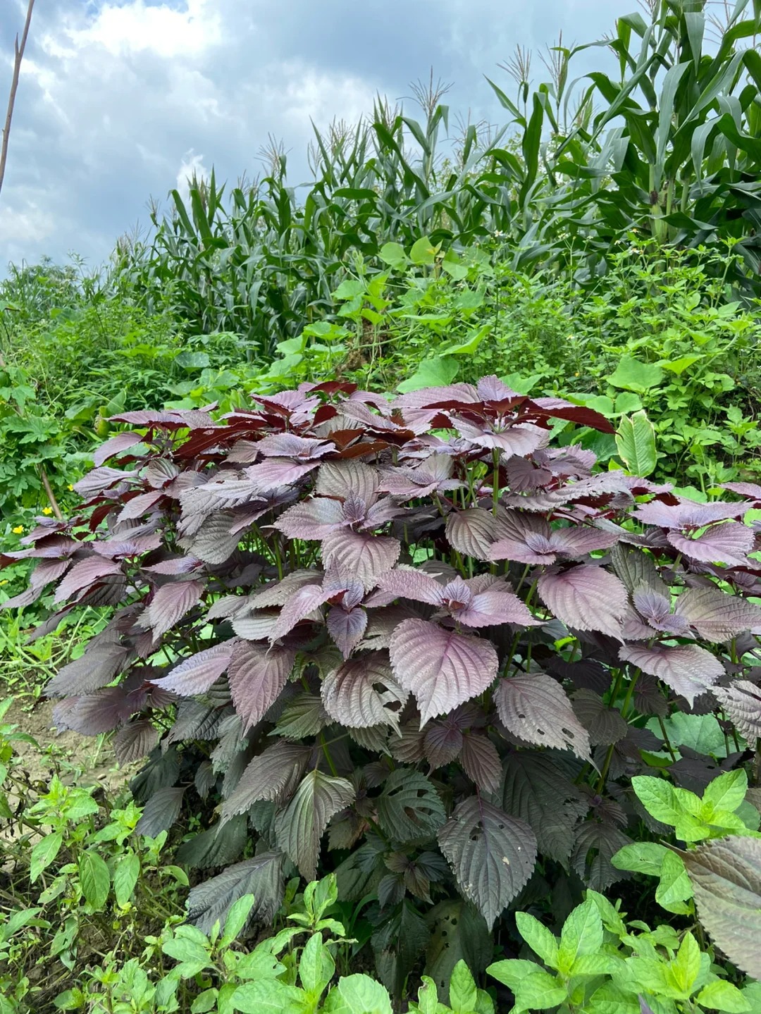 🌿🌱 Unleash Nature's Magic: Premium Perilla Seeds for Lush Gardens! 🌟🍃