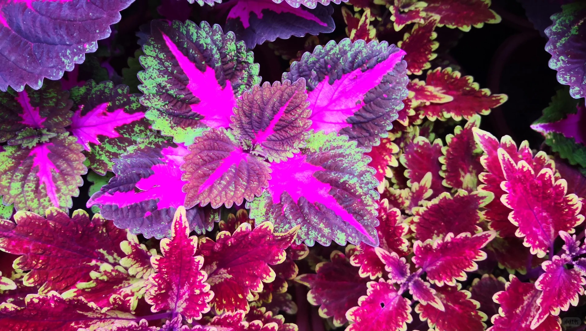 🌹🌟 Discover the Enchantment: Chinese Moonlit Rose of Sharon! 🌙🌸