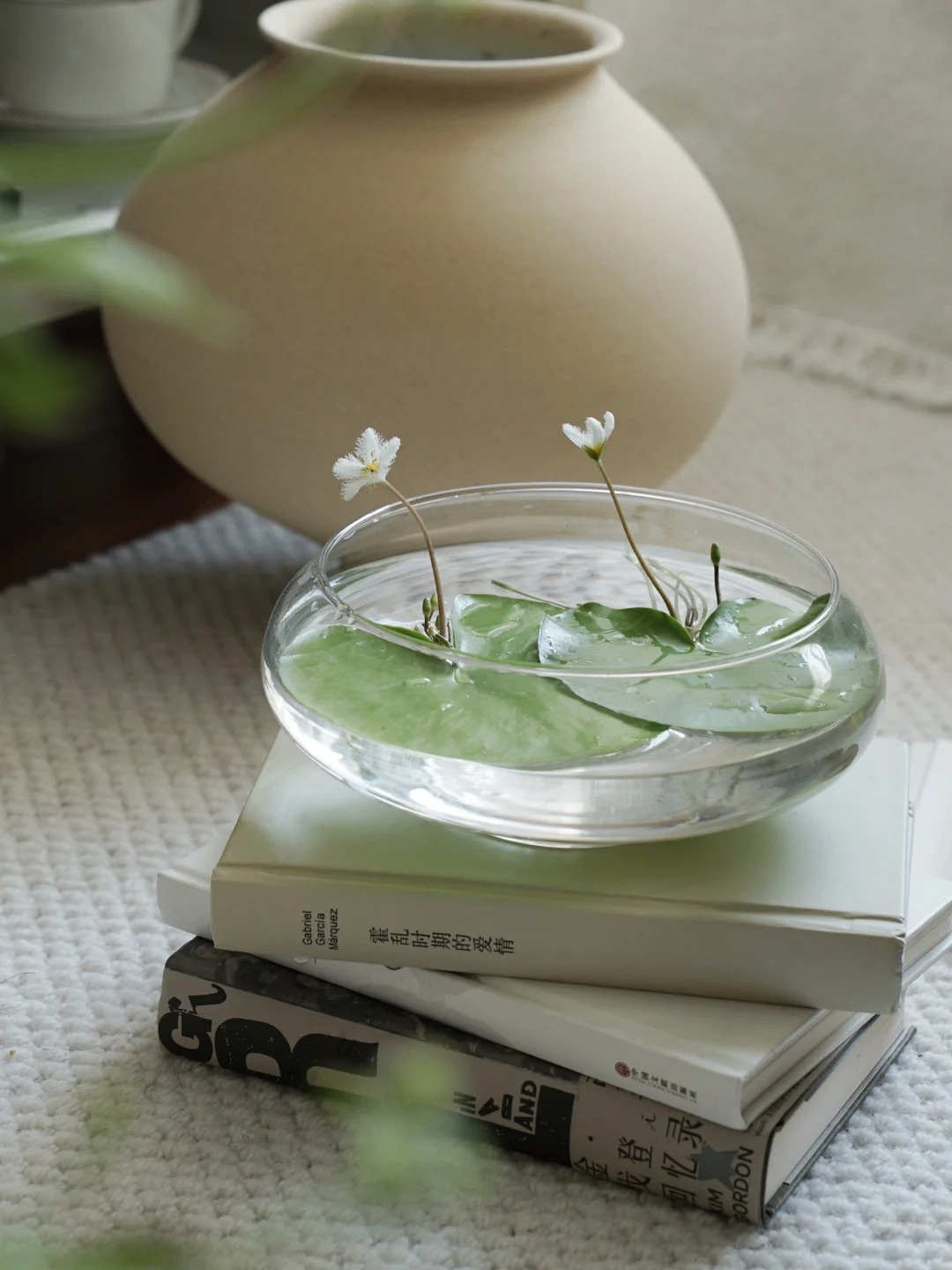 🌸🍃 Discover Nature's Elegance: One Leaf Lotus Seeds for Your Enchanted Garden! 🌟🌿