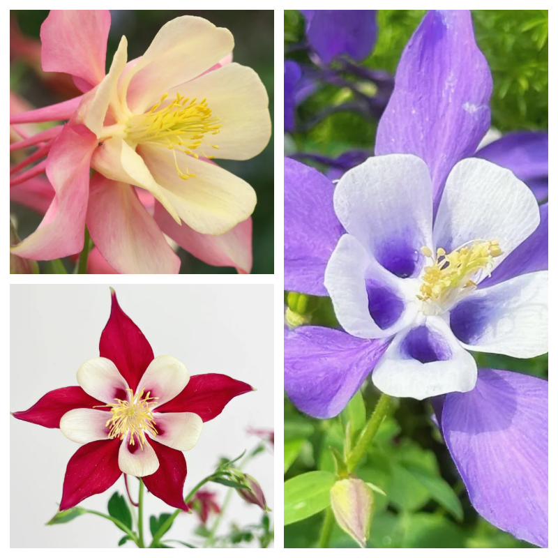 🌟Aquilegia-Samen💥50% Rabatt