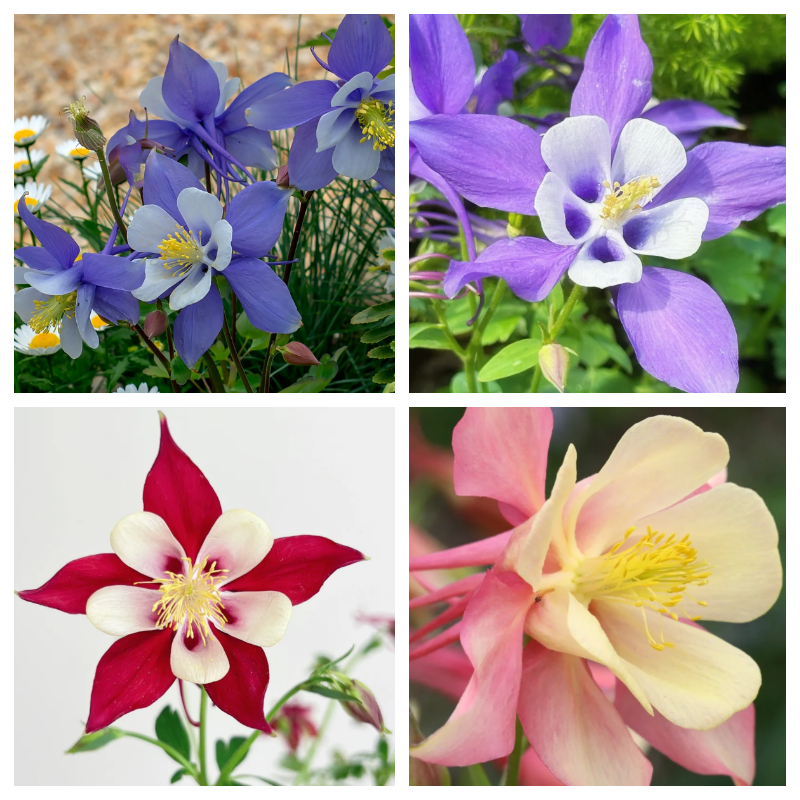 🌟Aquilegia-Samen💥50% Rabatt