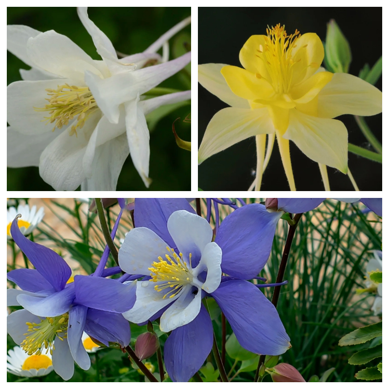 🌟Aquilegia-Samen💥50% Rabatt