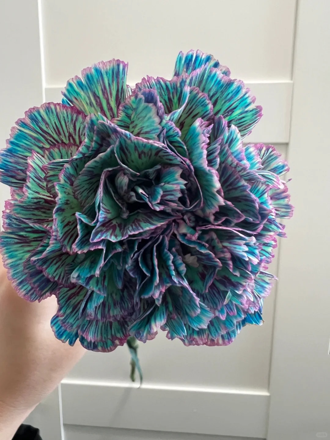 🌼💙 Dive into Bliss: Blue Carnation Delights for Your Garden Oasis! 💫🌱