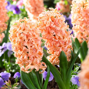 Mixed Color Hyacinth Seeds