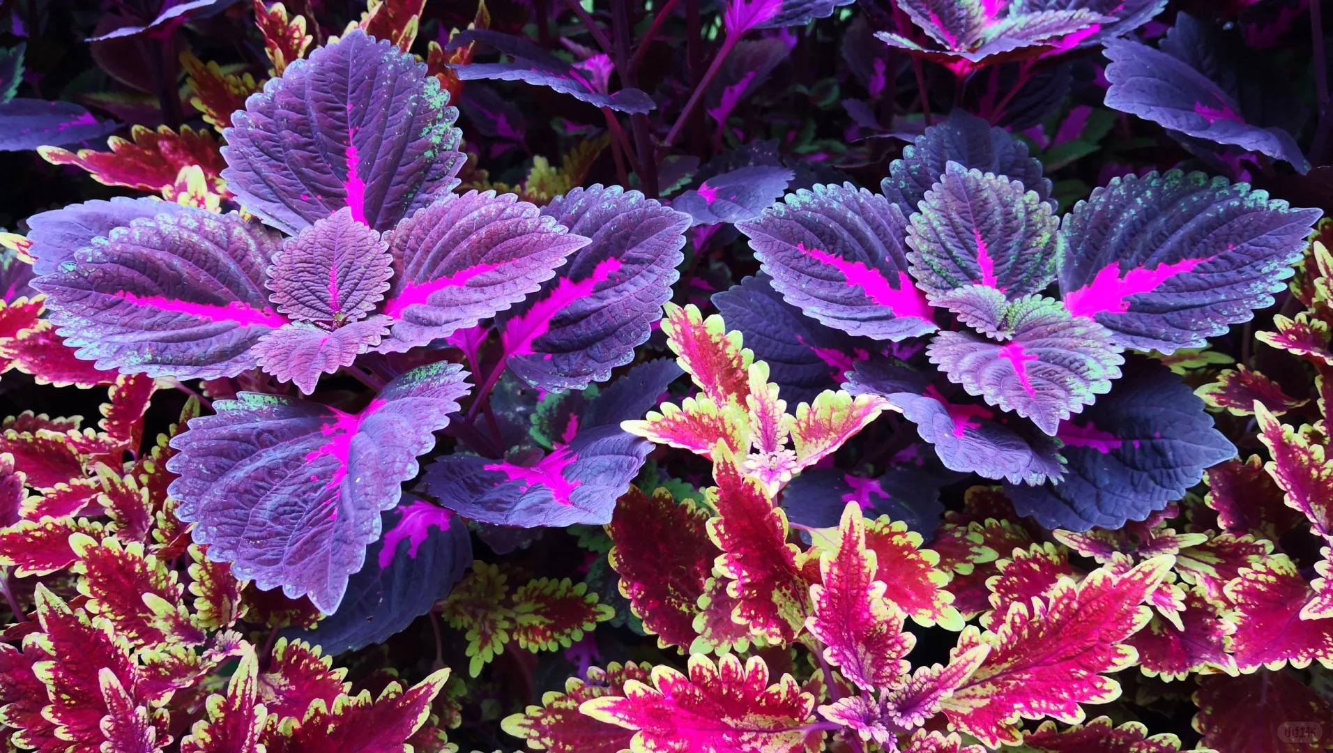 🌹🌟 Discover the Enchantment: Chinese Moonlit Rose of Sharon! 🌙🌸