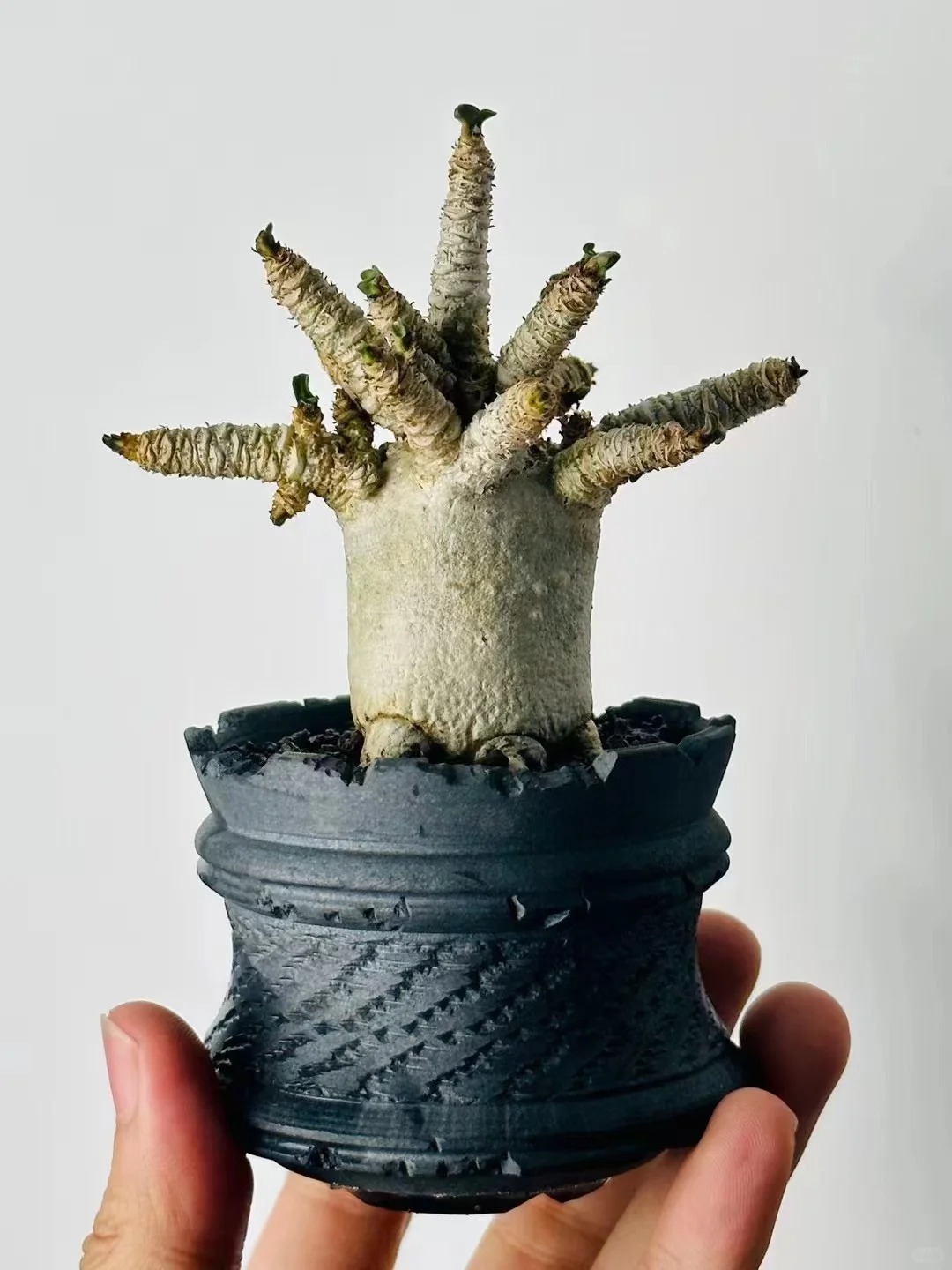 🌵🌹 Dive into Desert Beauty: Desert Rose Seeds for Your Tranquil Haven! 🏜️🌺