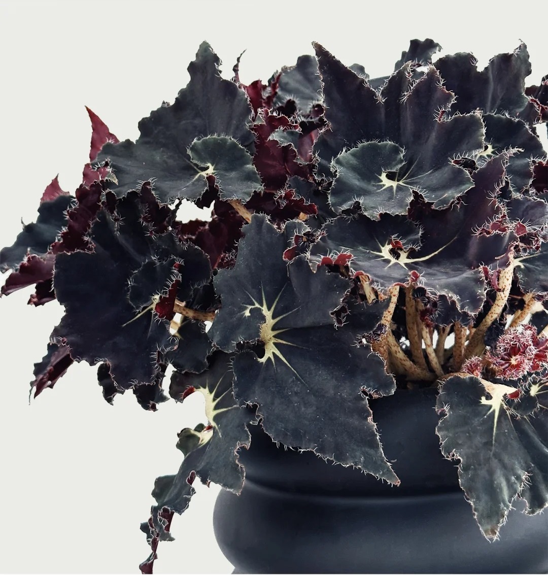 🍁🌿 Explore Nature's Beauty: Begonia grandis Product Overview and Planting Guide! 🌟🌱
