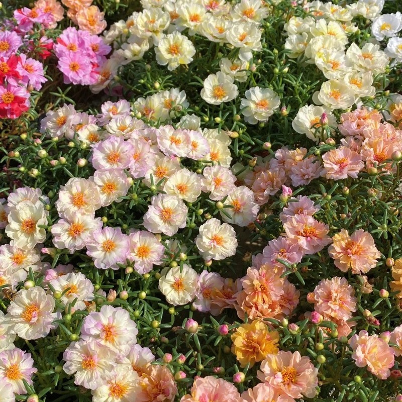 Double-petaled sunflower，plant them 🌱 and reap a garden full of flowers 🌸