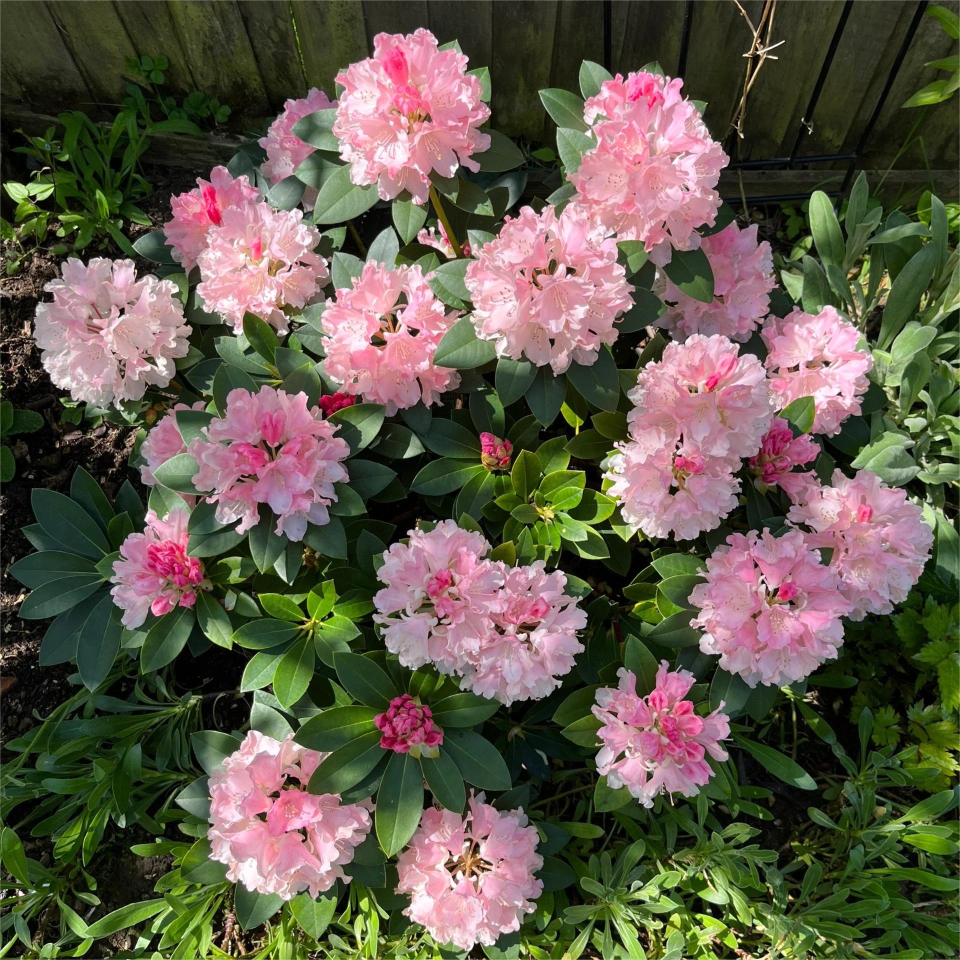 Alpine Azalea Seeds 🌸 Rare Species