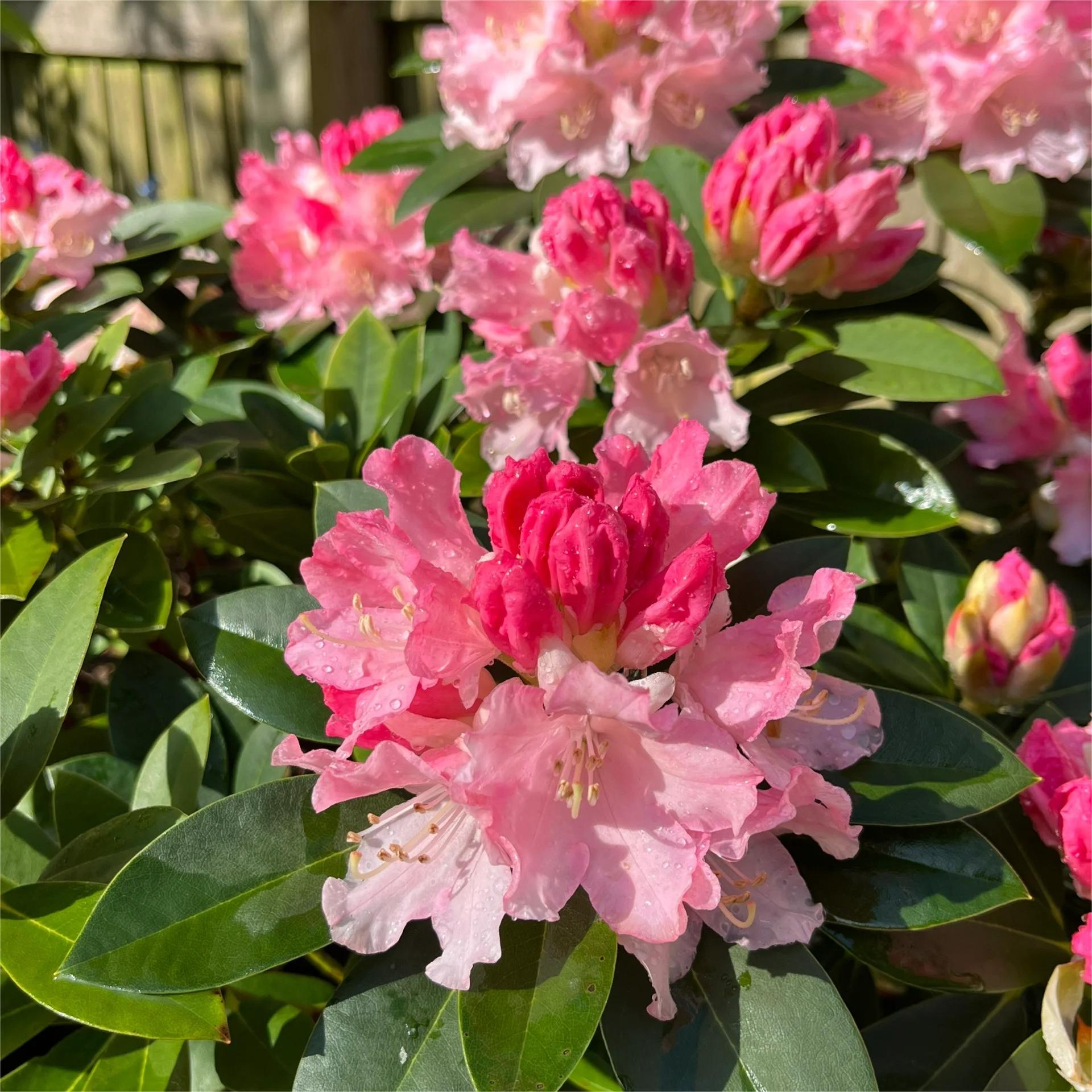 Alpine Azalea Seeds 🌸 Rare Species