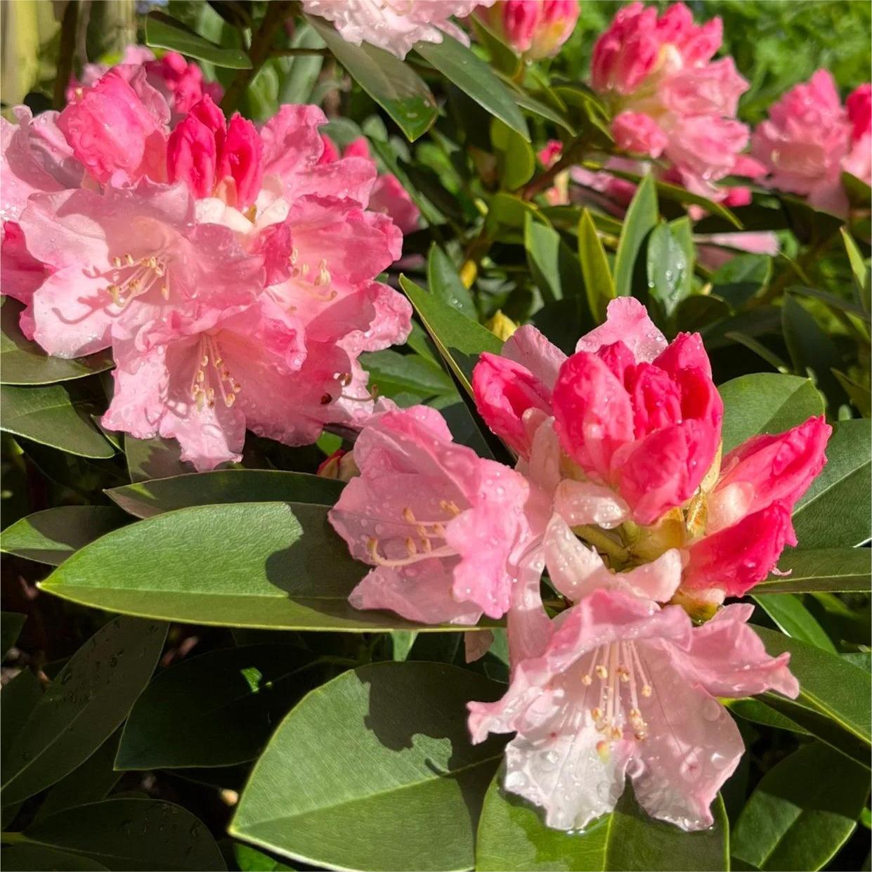 Alpine Azalea Seeds 🌸 Rare Species