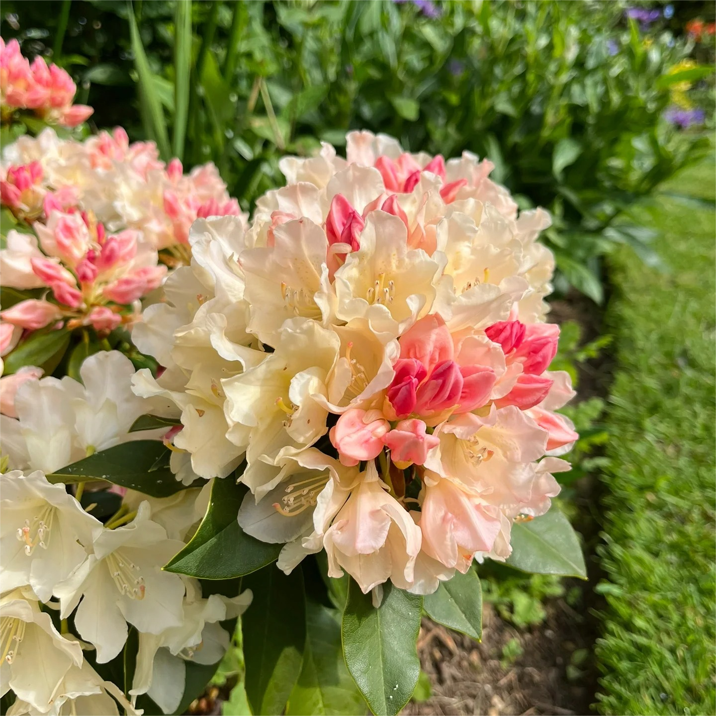 Alpine Azalea Seeds 🌸 Rare Species