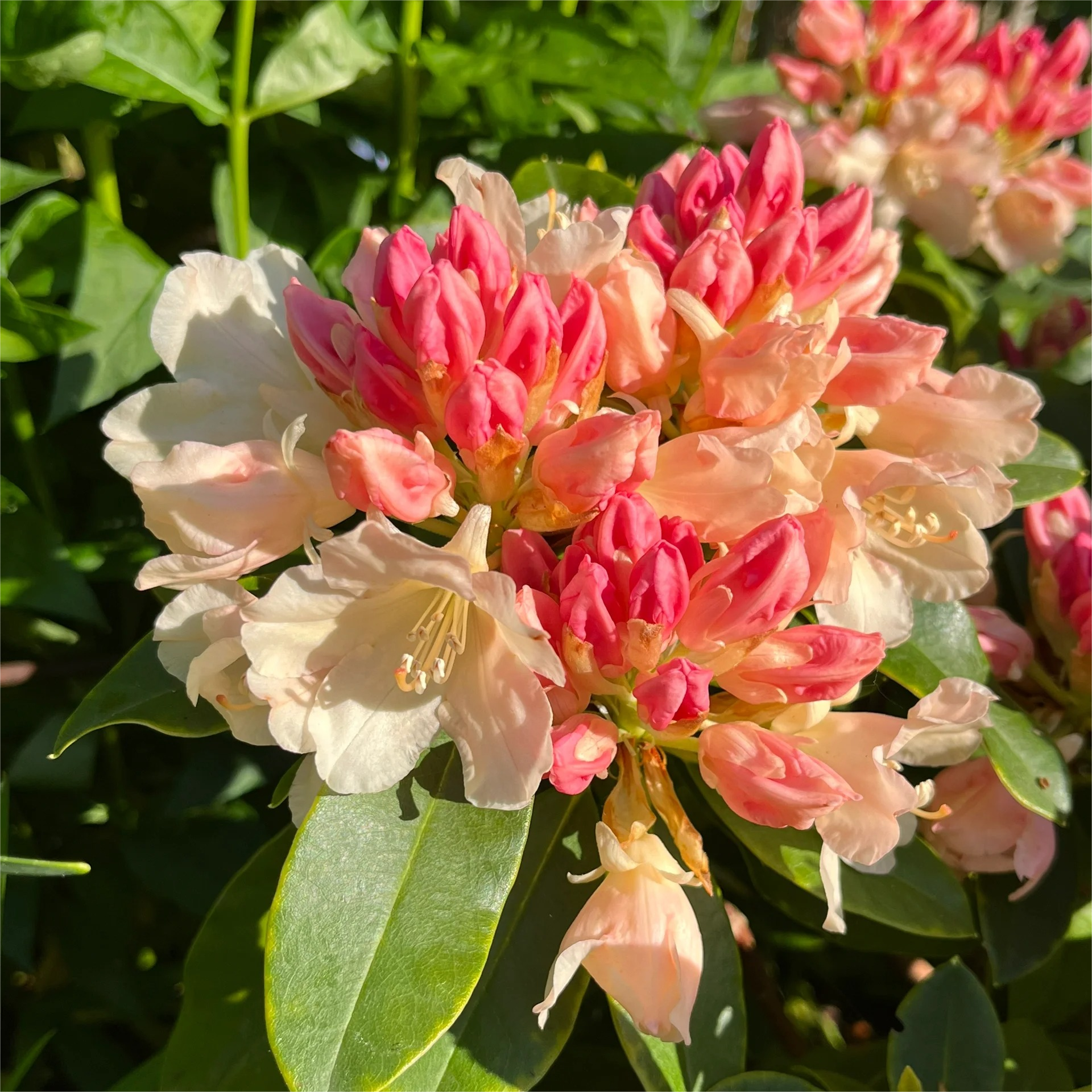 Alpine Azalea Seeds 🌸 Rare Species