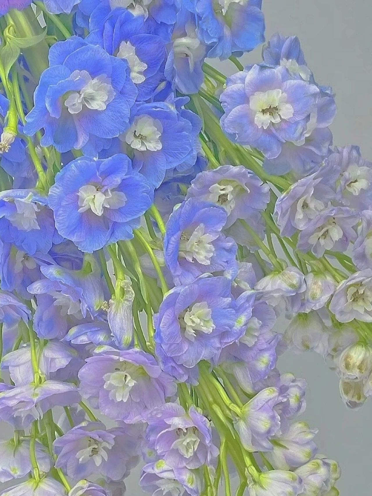 Delphinium Seeds-Mixed Color