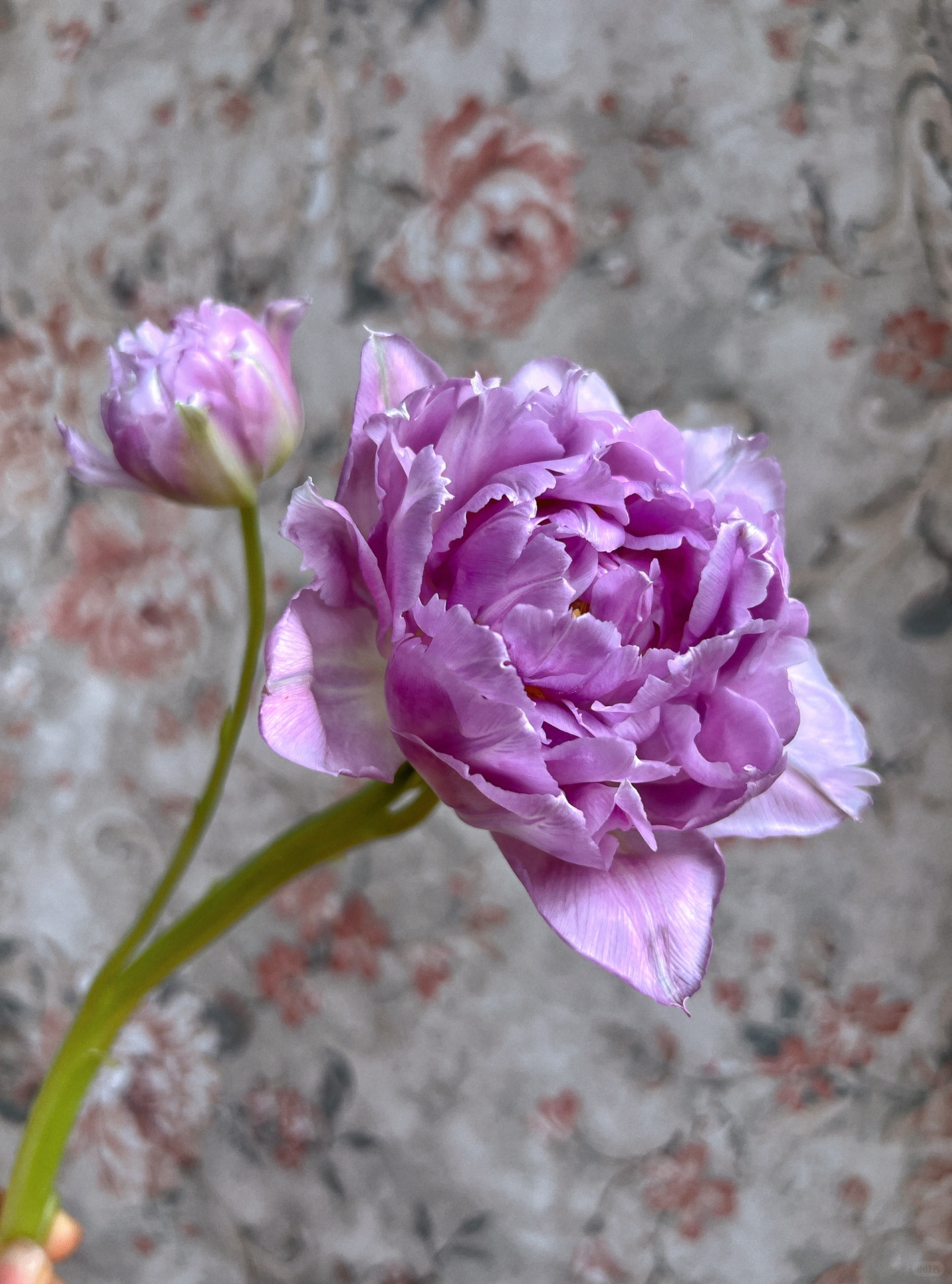 Double Bloom Fluorescent Purple Tulip Seeds