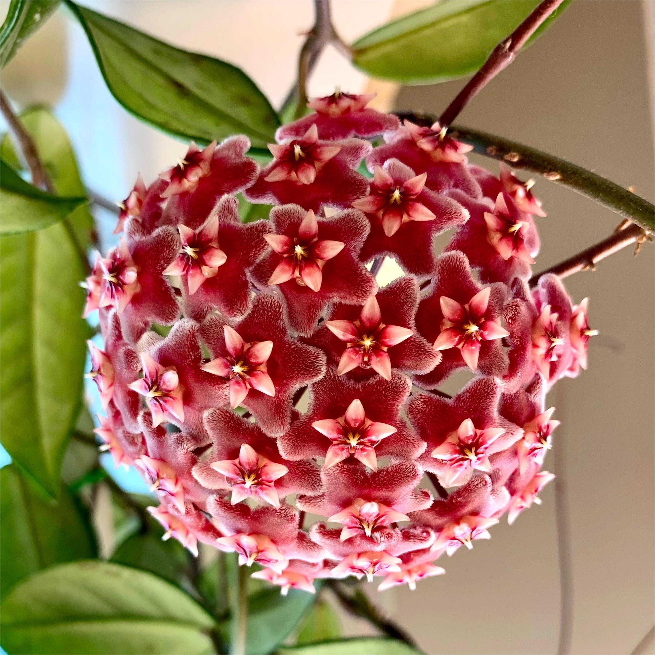 Hoya Seeds - Stars falling from the sky✨