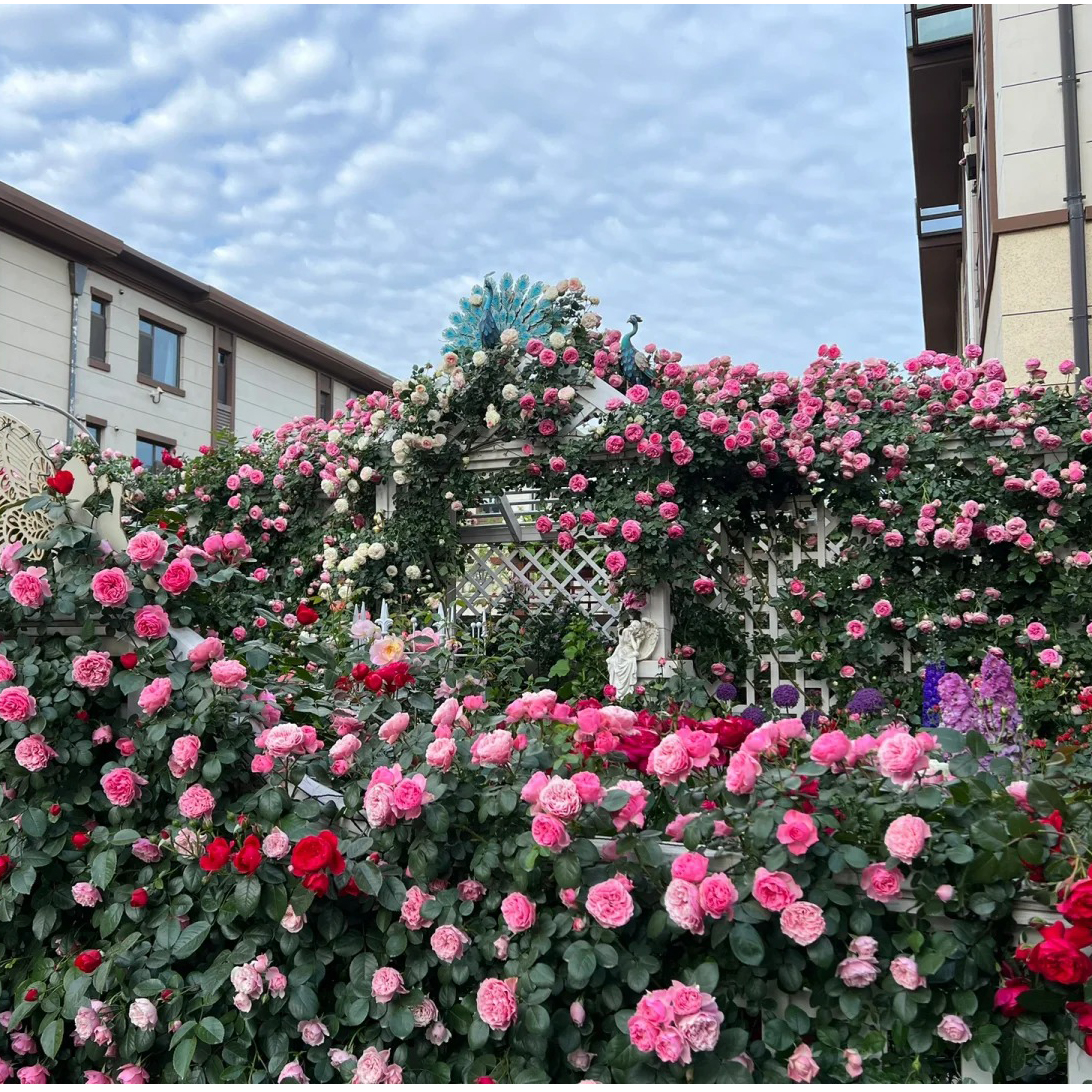 🔥Hot Sale🔥Climbing Rose Seeds