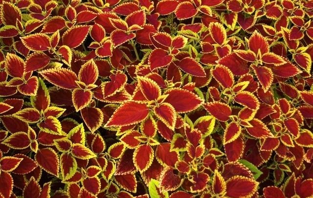 🎶💎 Introducing: Jazz Up Your Garden with Jazzberry Gem Lavender Seeds! 💎🎶