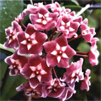 Hoya Seeds - Stars falling from the sky✨