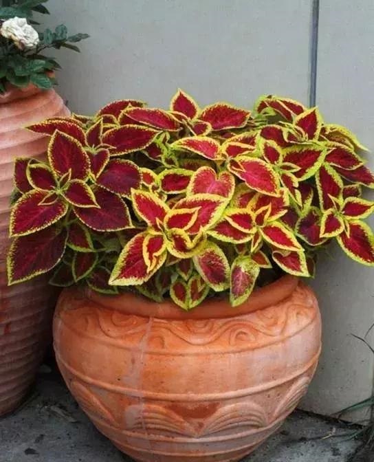 🎶💎 Introducing: Jazz Up Your Garden with Jazzberry Gem Lavender Seeds! 💎🎶