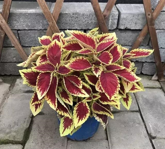 🎶💎 Introducing: Jazz Up Your Garden with Jazzberry Gem Lavender Seeds! 💎🎶