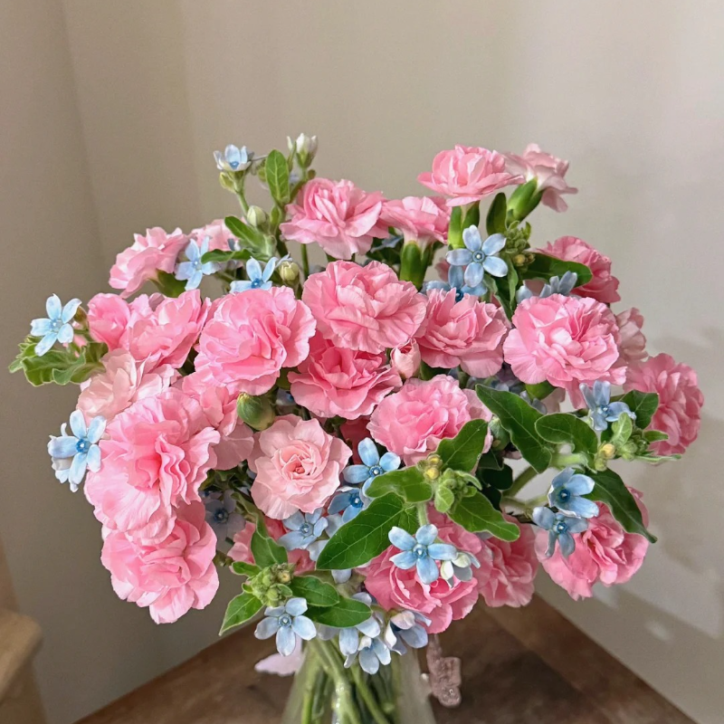 🌸 Doting Series Dianthus Seeds — A Garden Full of Love and Color