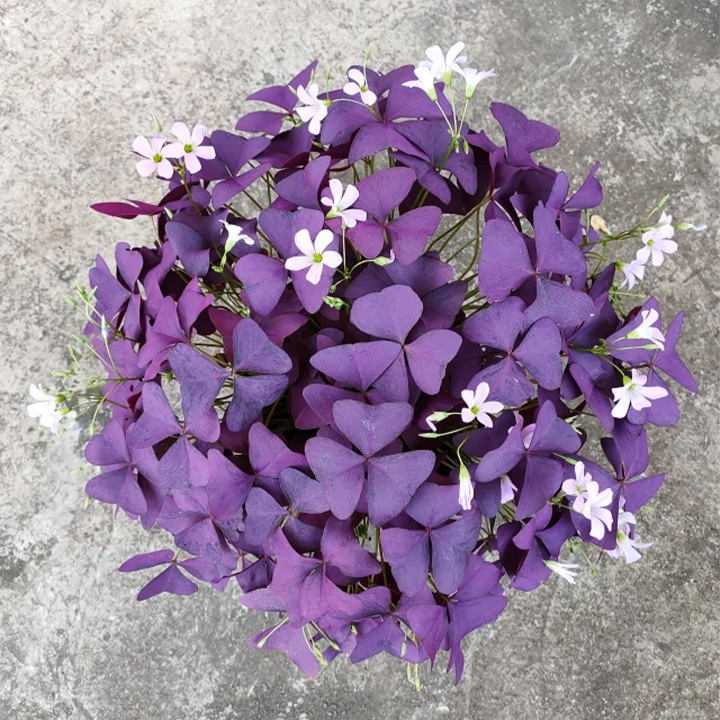 10PCS Oxalis Triangularis Purple Shamrock Good Luck Plant