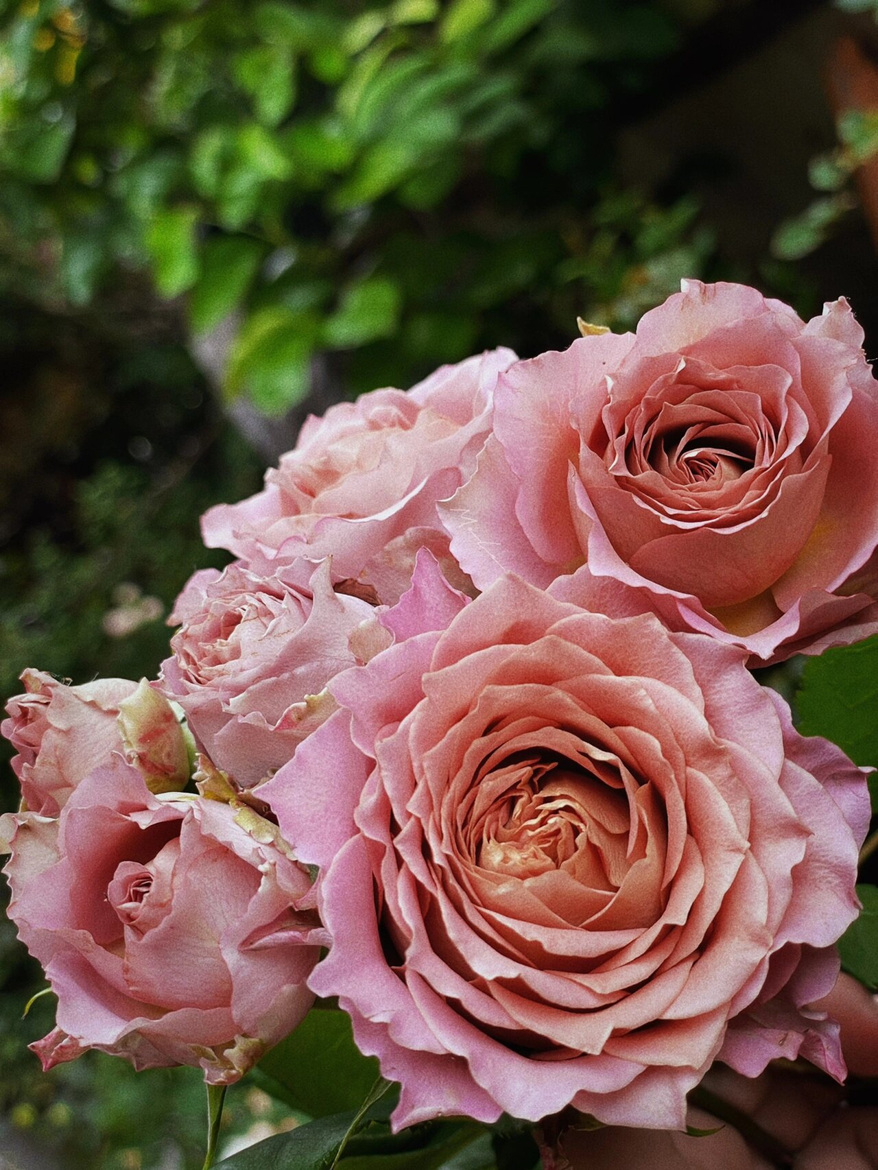 ✨Beautiful and easy-to-grow garden essentials：🌹Multivariable Rose🦋