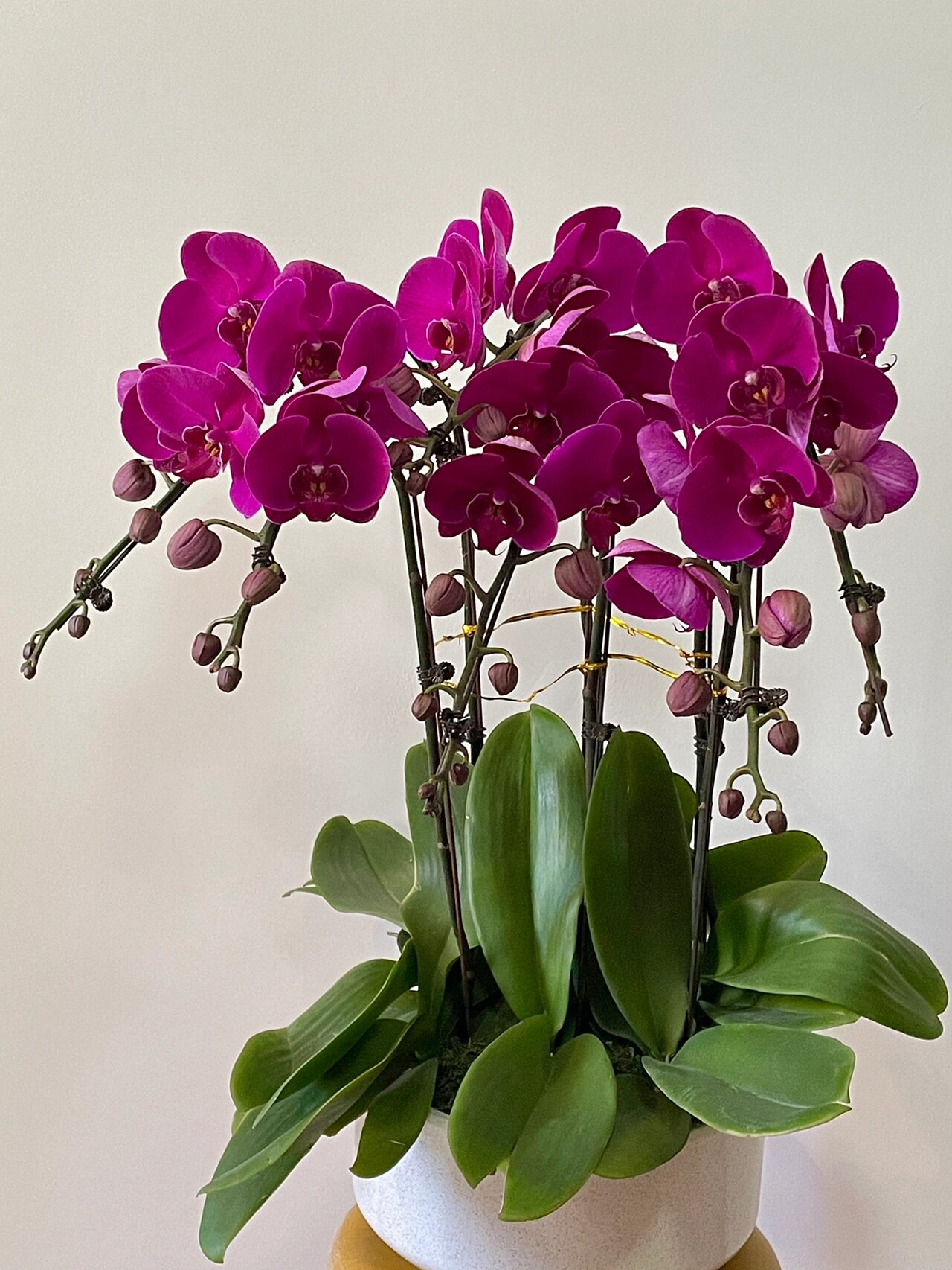 Phalaenopsis💐40% OFF 