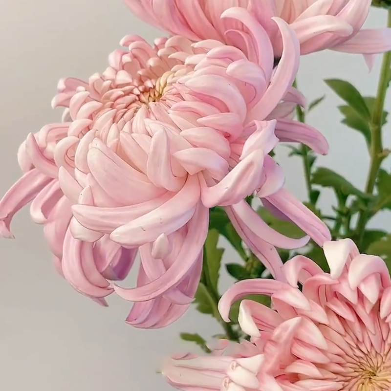 🌱Gold Thread Chrysanthemum Seeds - easy to grow, eye health, diverse hues