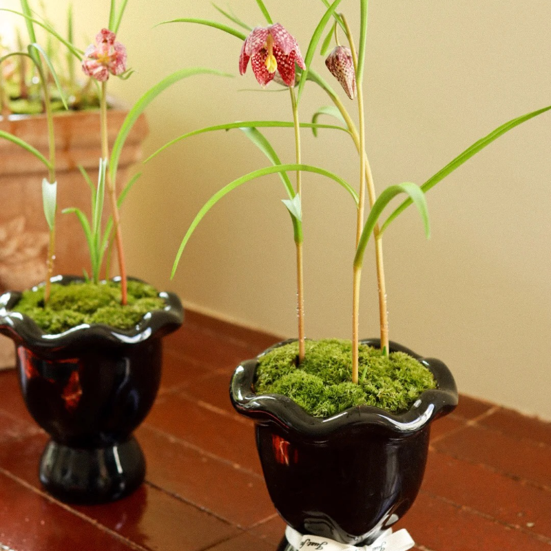 🌸 Fritillaria Flower Seeds – Easy Perennials with a Touch of Vintage Grace 🪴